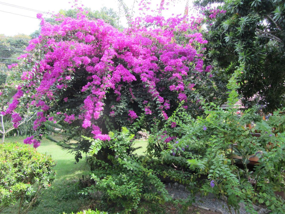Flower Paradise Bungalows & Swiss Restaurant Roestiland 拉迈海滩 外观 照片