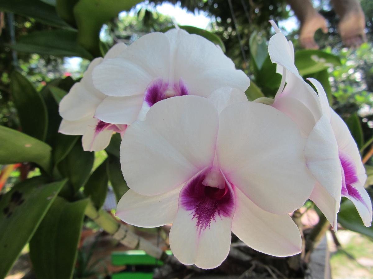 Flower Paradise Bungalows & Swiss Restaurant Roestiland 拉迈海滩 外观 照片